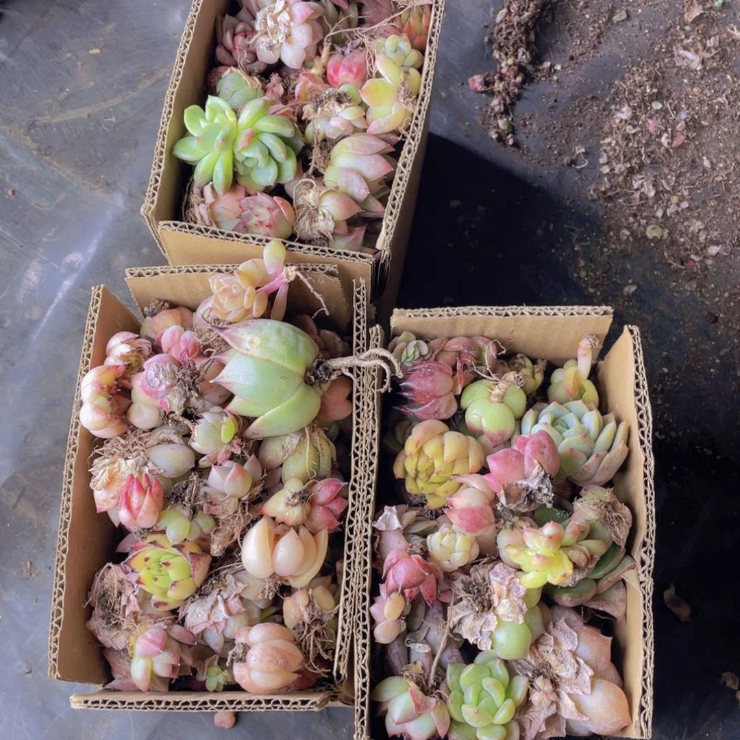 多肉小卡拉米一想