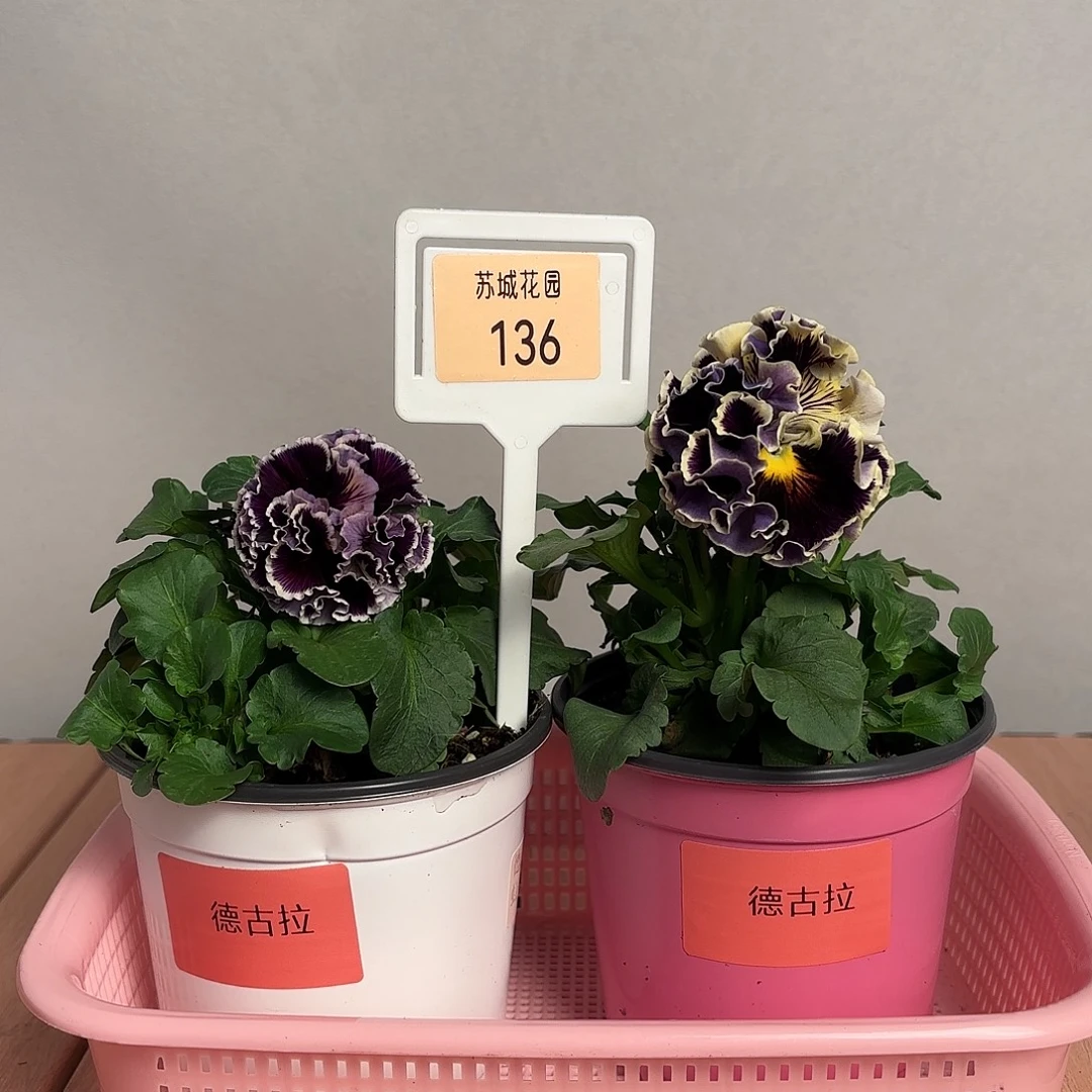 大部分开放少量花苞136