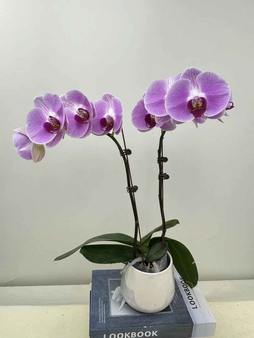 蝴蝶兰【仙桃双】鲜花盆栽室内观赏花花佛山基地直发好养易活
