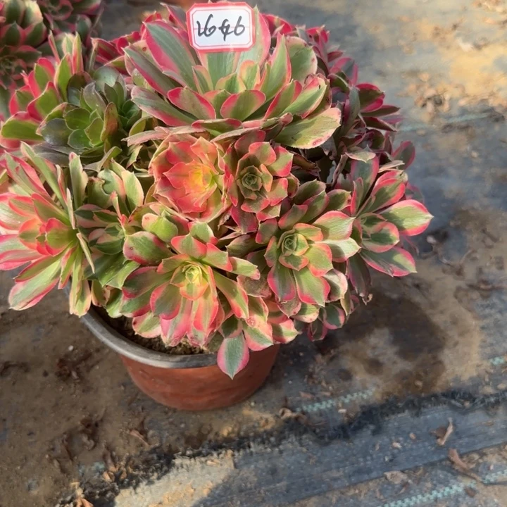 26-46布加迪多肉不包售后