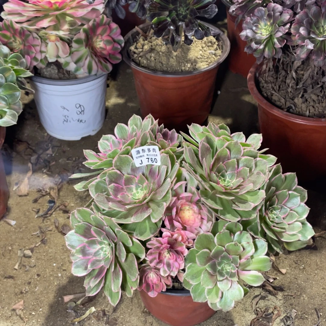 760万紫多肉法师断枝不包