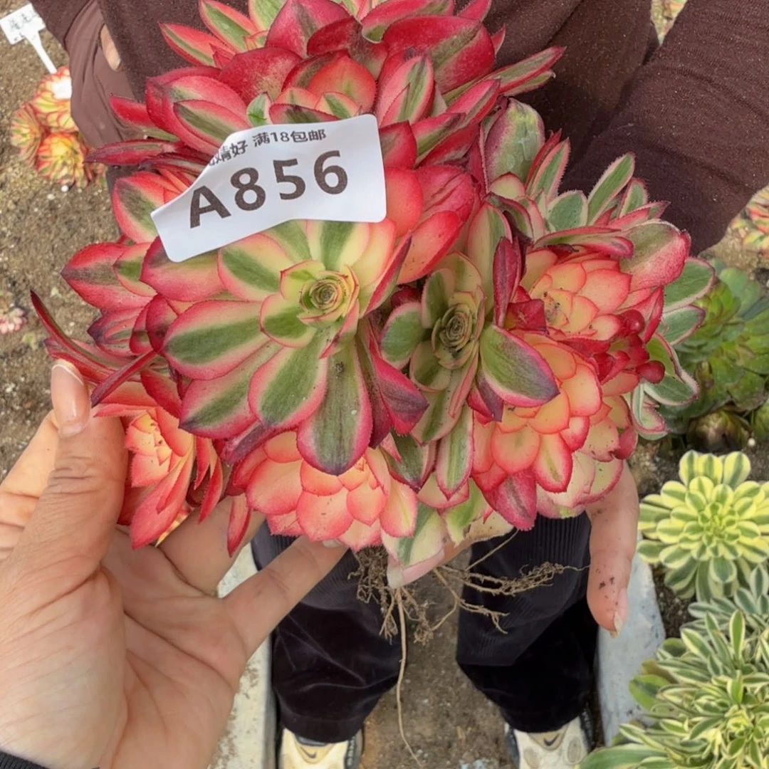 856荔枝 多肉植物