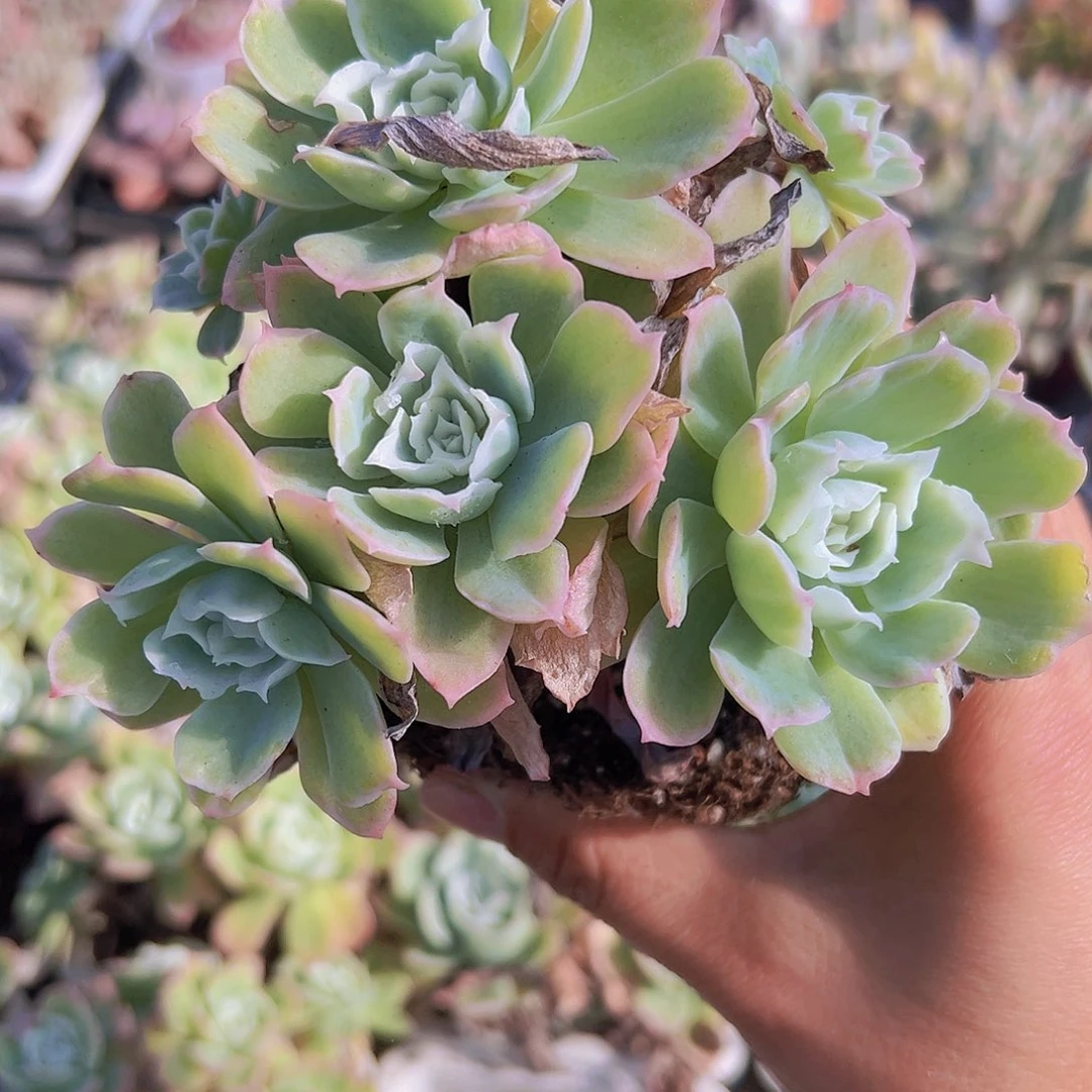 柠檬玫瑰锦大群19包邮