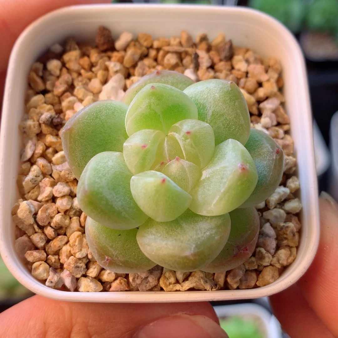 58包邮  群生不包整 14
