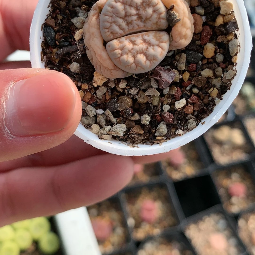 Y38多肉植物保护