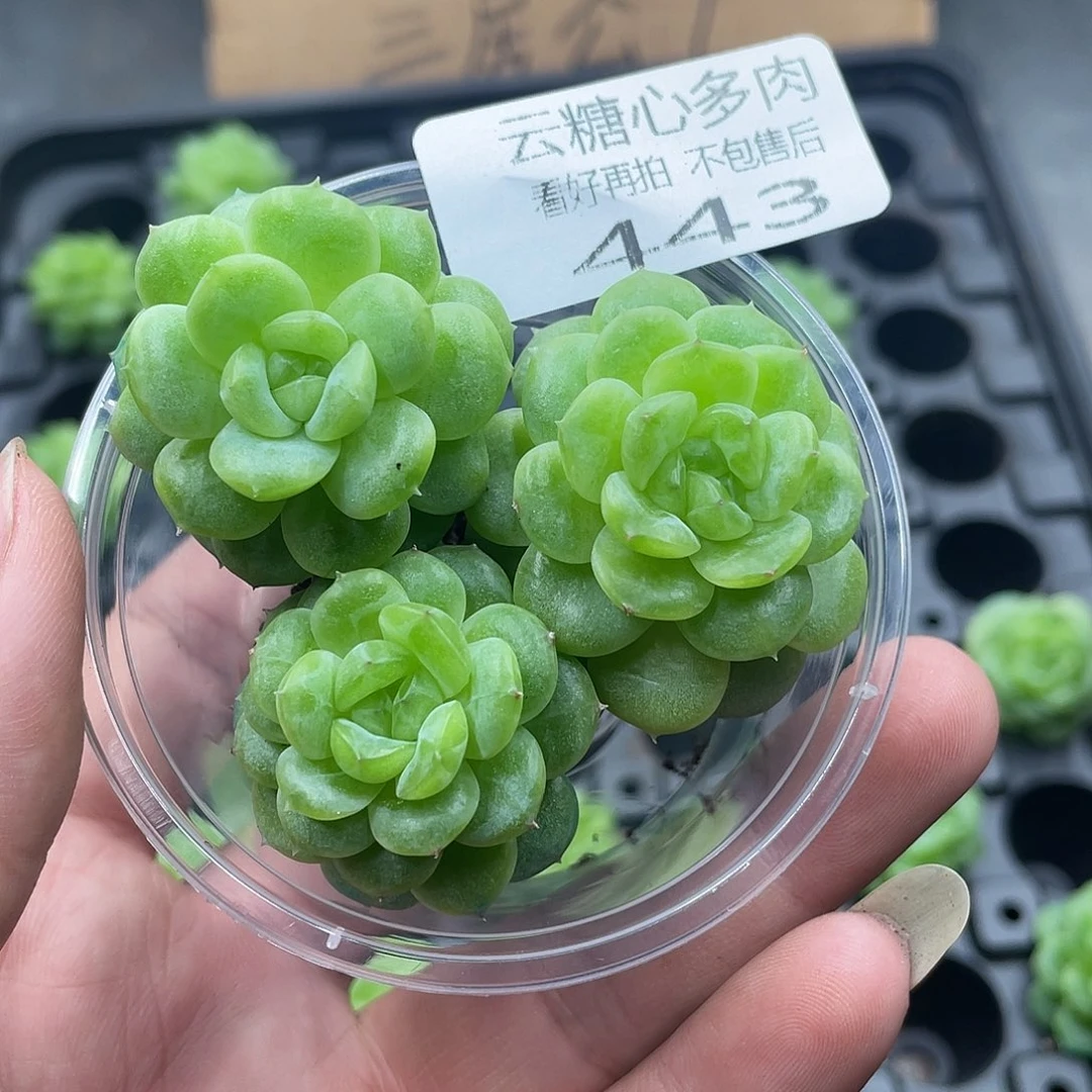 云糖心多肉植物443