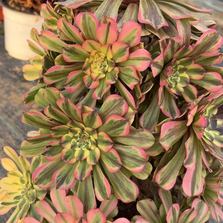 沙皇多肉断枝不包24