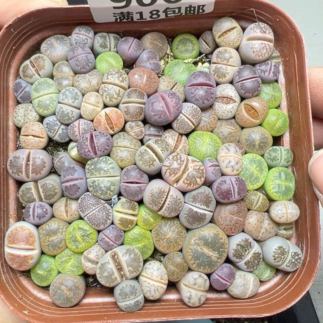 【闪购商品】906…….