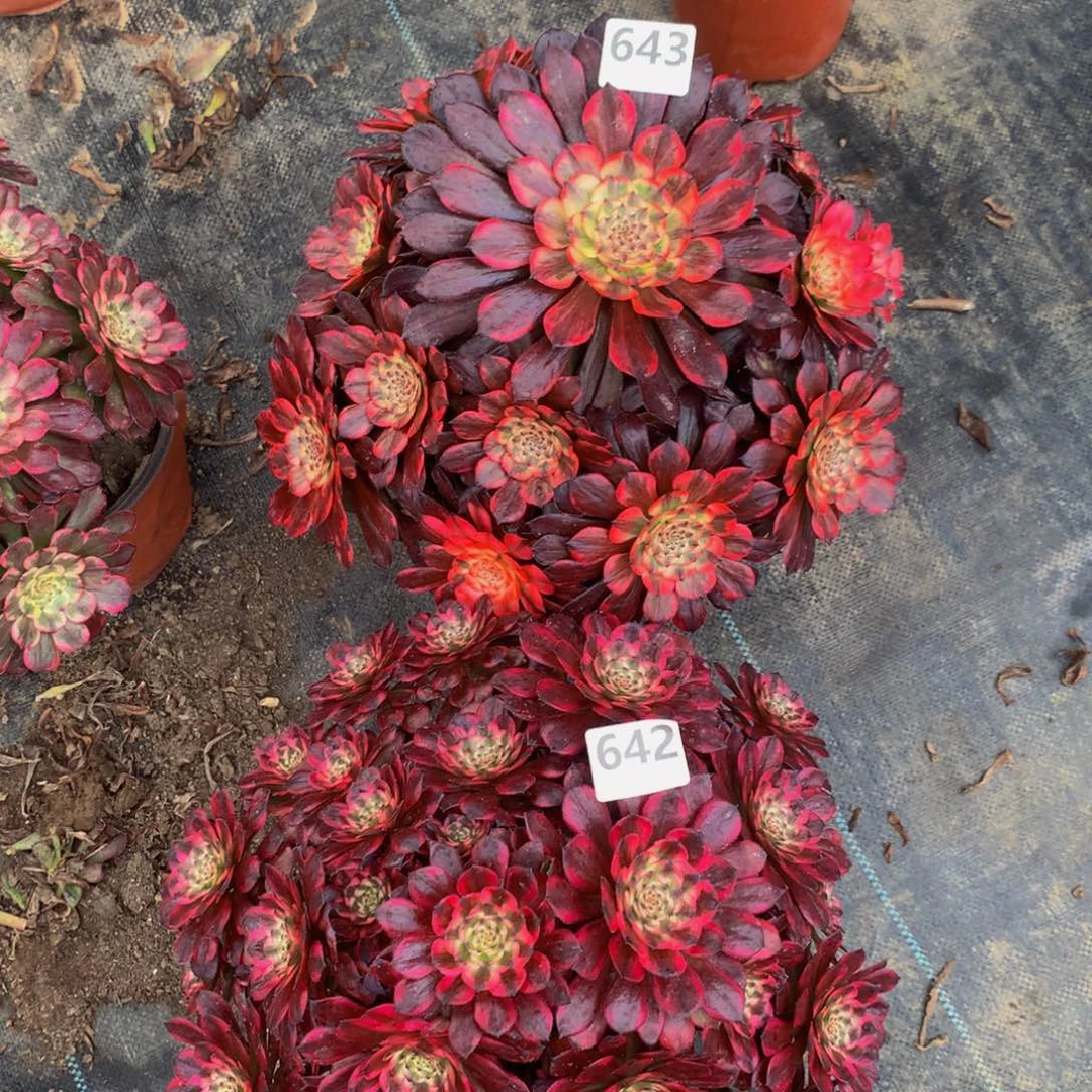 【闪购商品】643642烟花，烟火