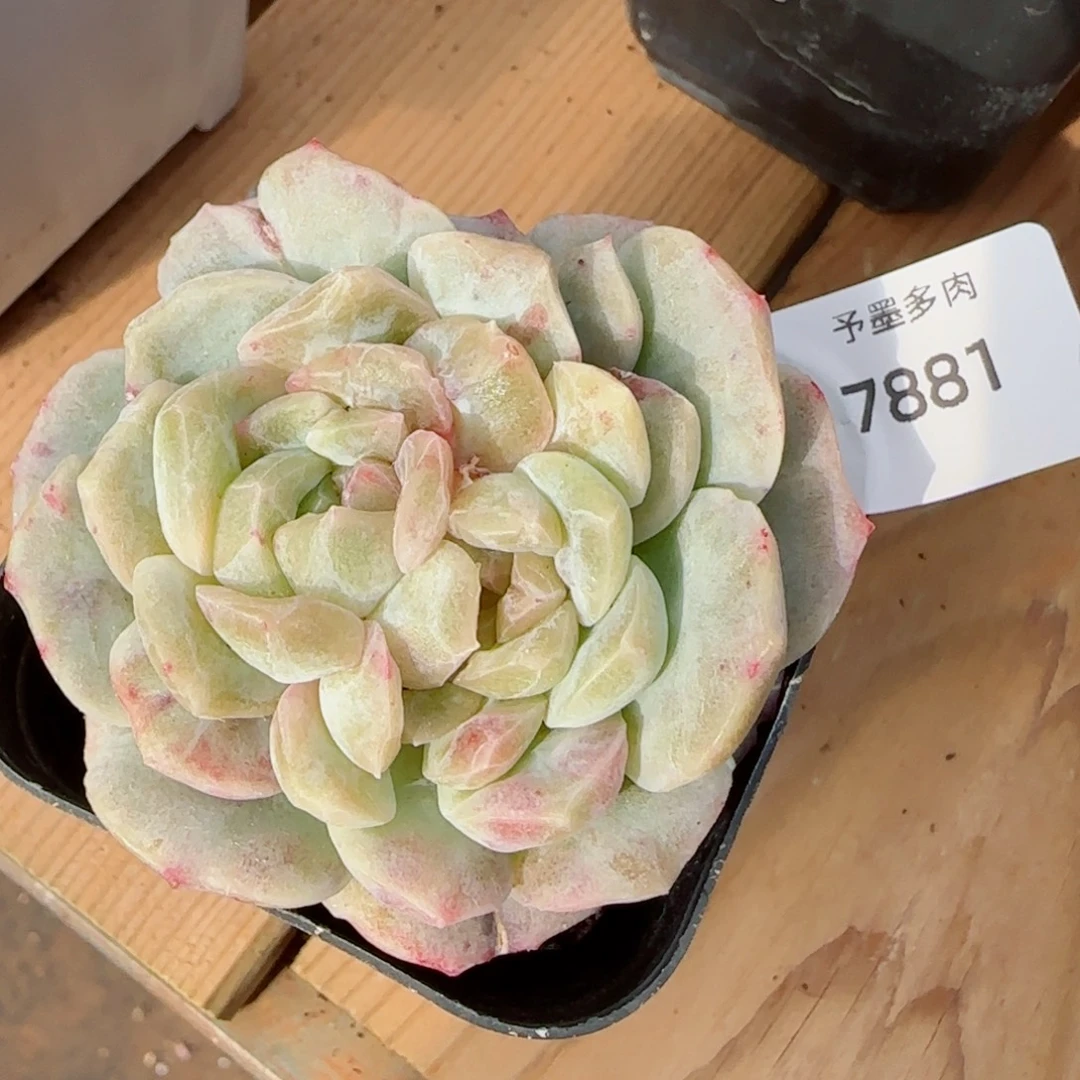 石化梦幻泡影，7881多肉植物