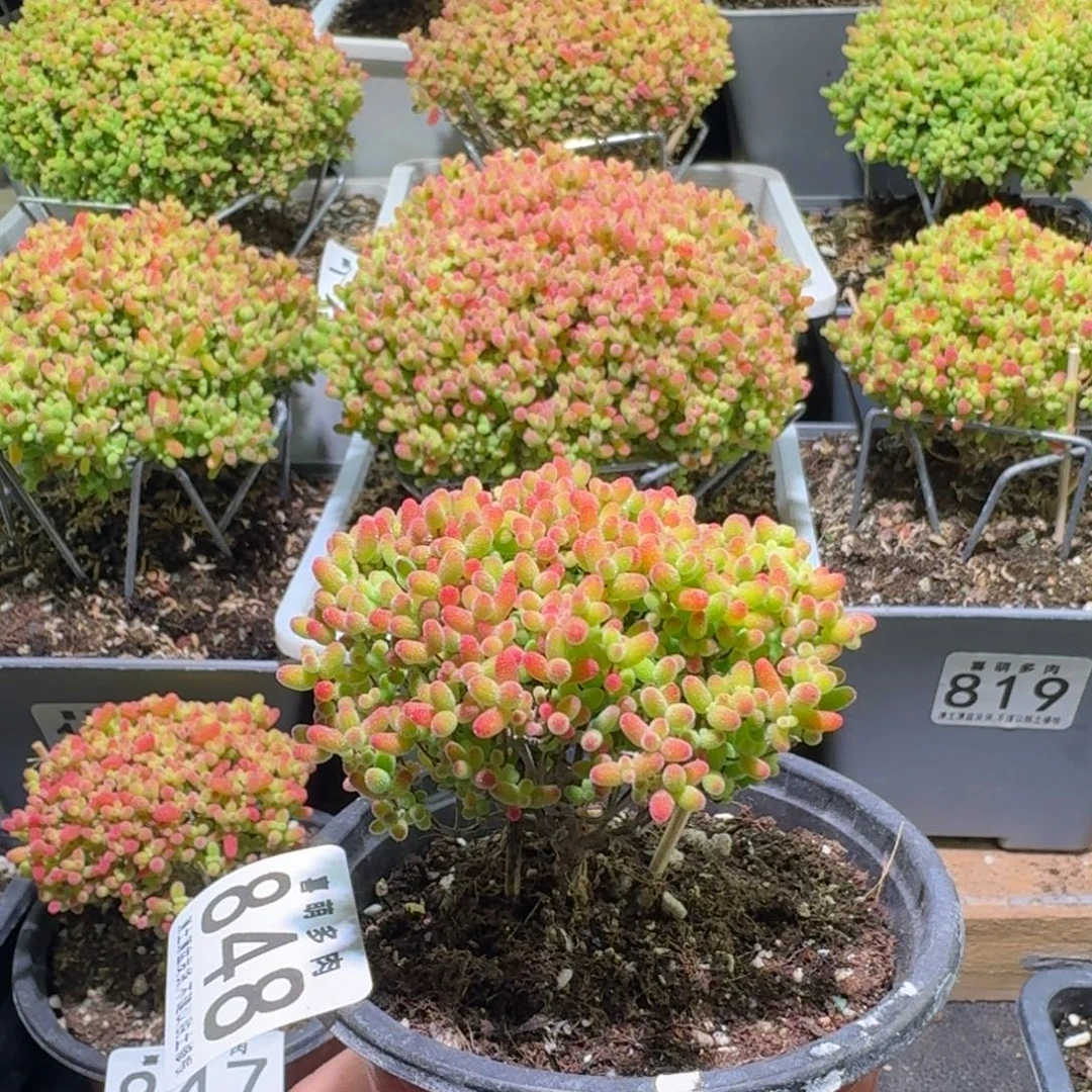 枝干番杏蜜橘糖球848