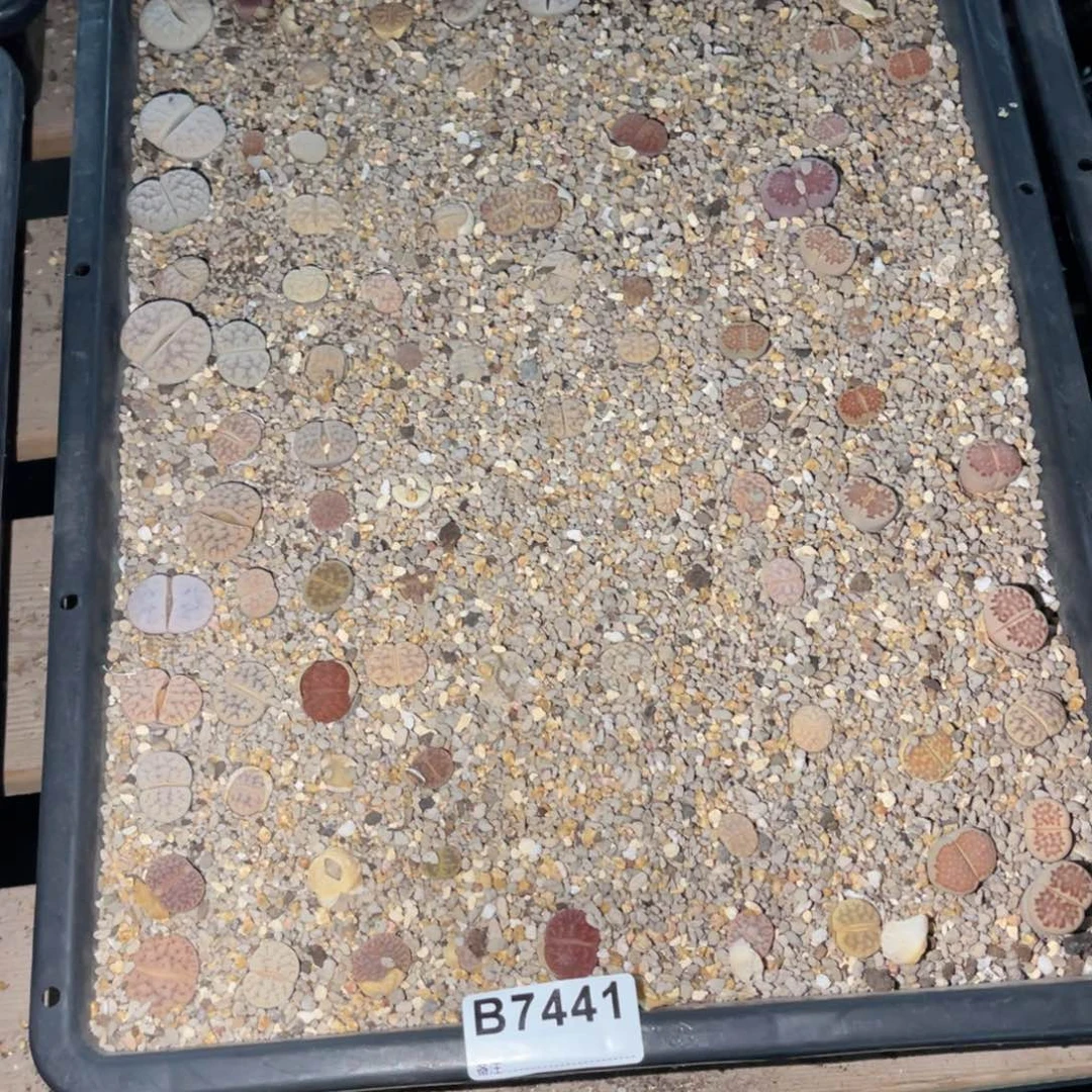 锦***棠7441福利筐1不售后