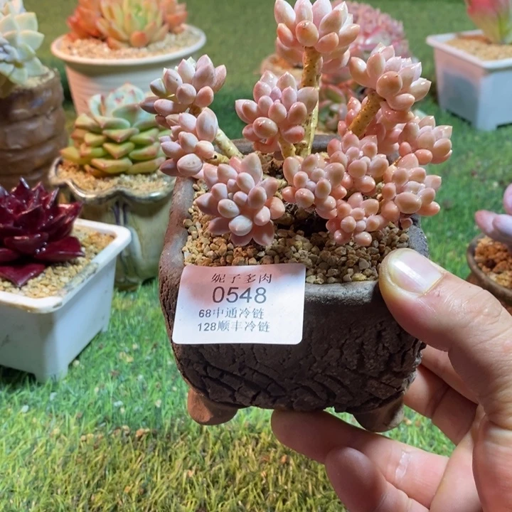 0548啊啊啊啊啊啊啊啊啊啊