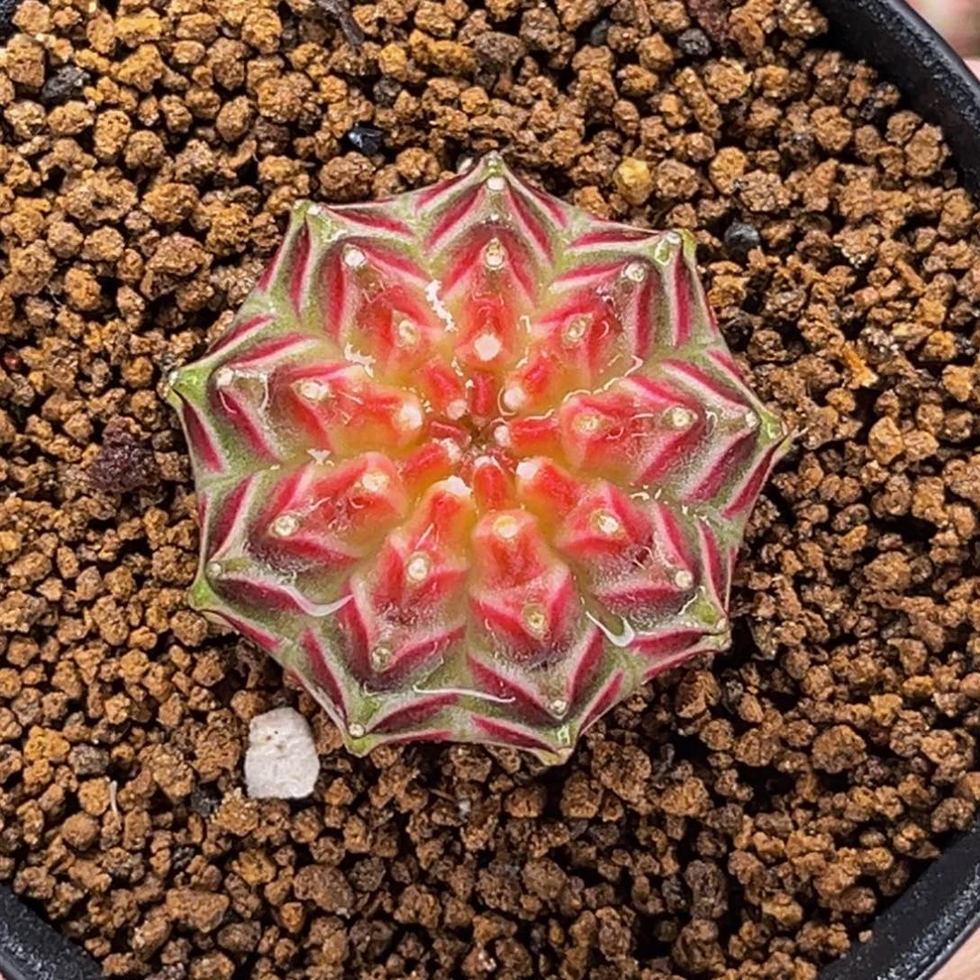 桃太郎轮回 米哈仙人球