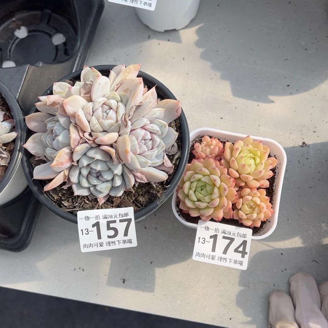 熙*轩多肉多肉多肉多肉多