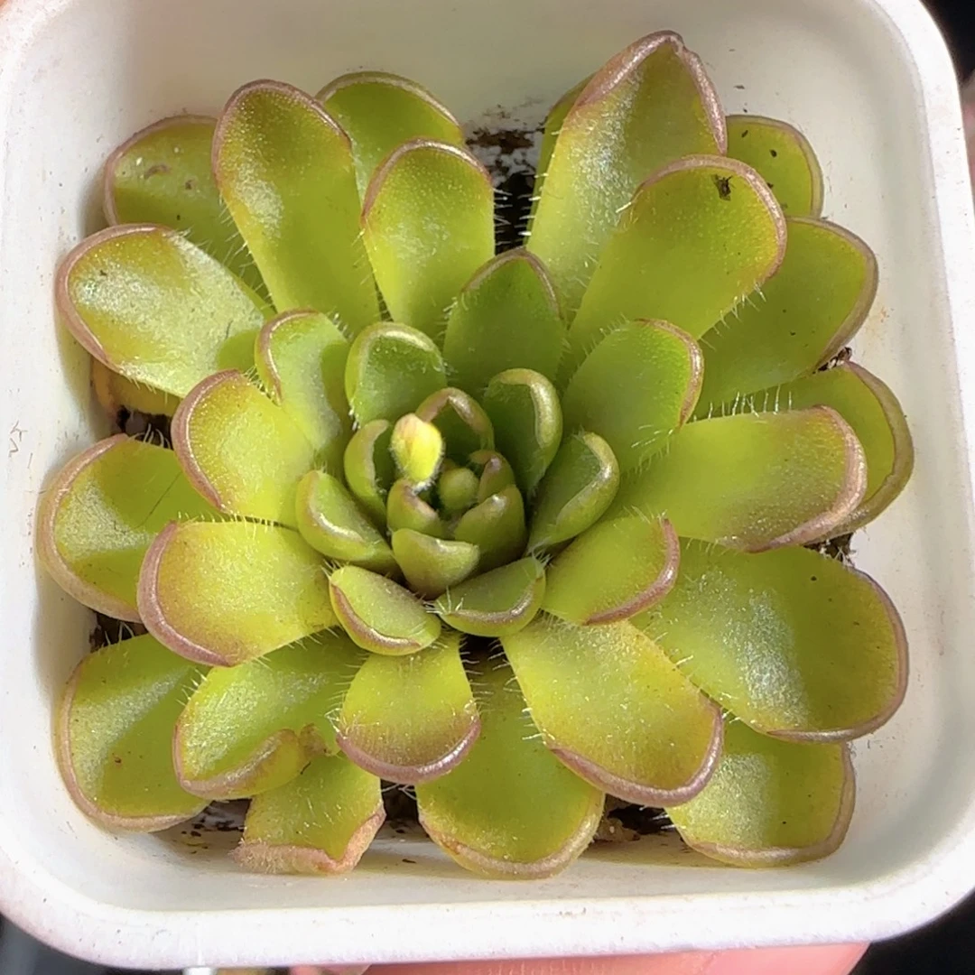 多肉0105-122近藤捕虫堇