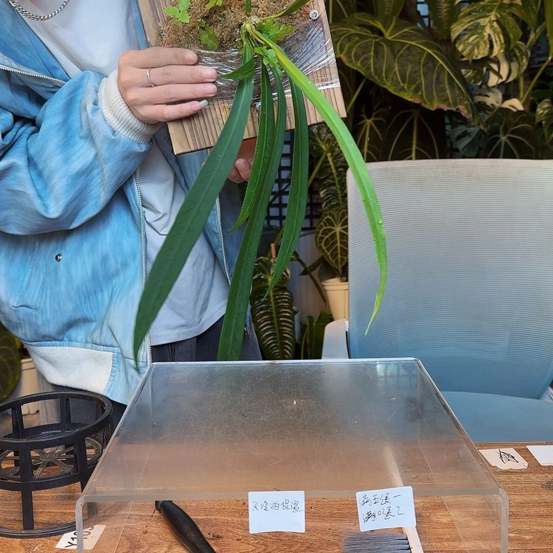 完全开放Z09维塔领带