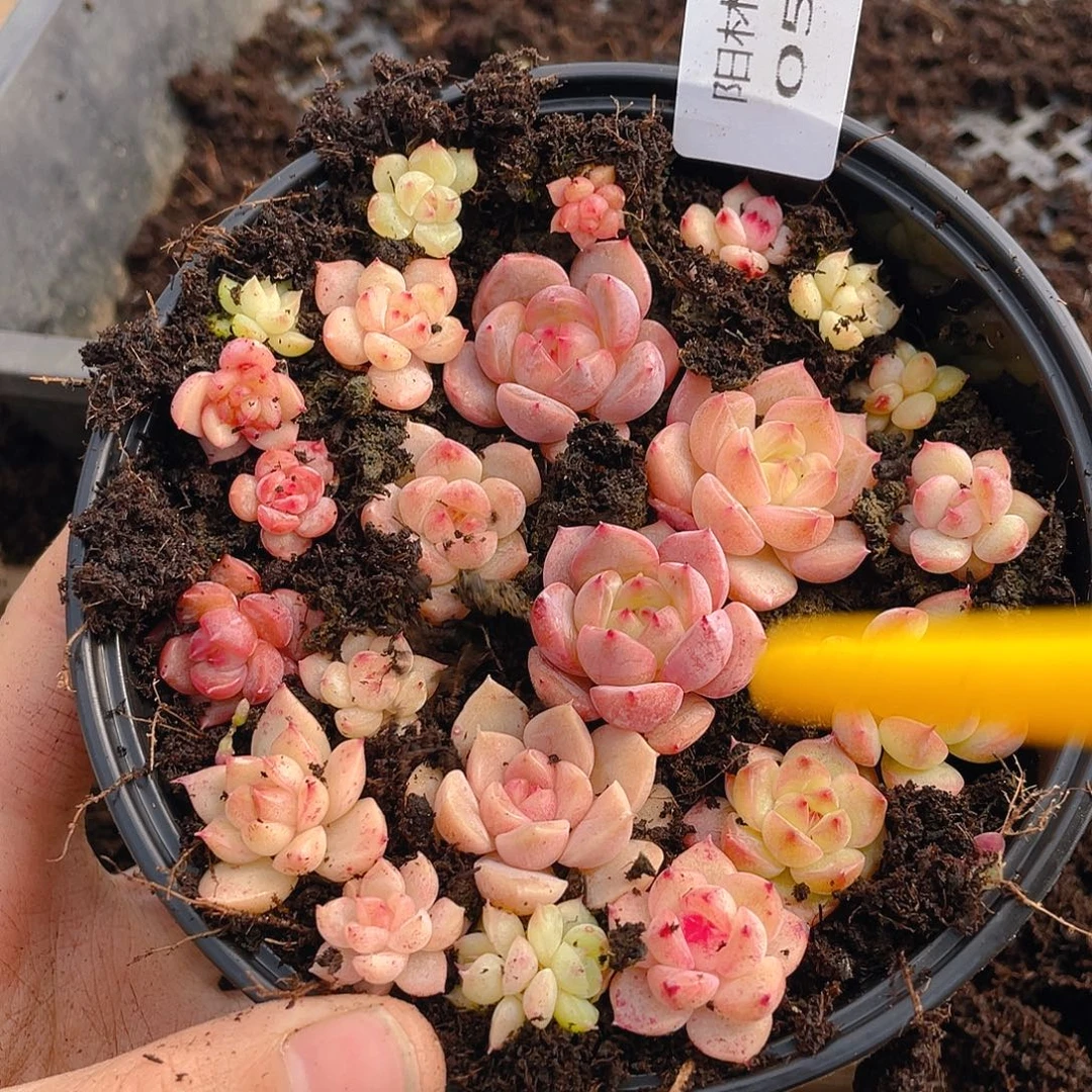 田***望多肉植物多肉植物526