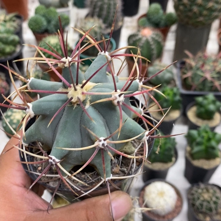 实生江守玉特价福利