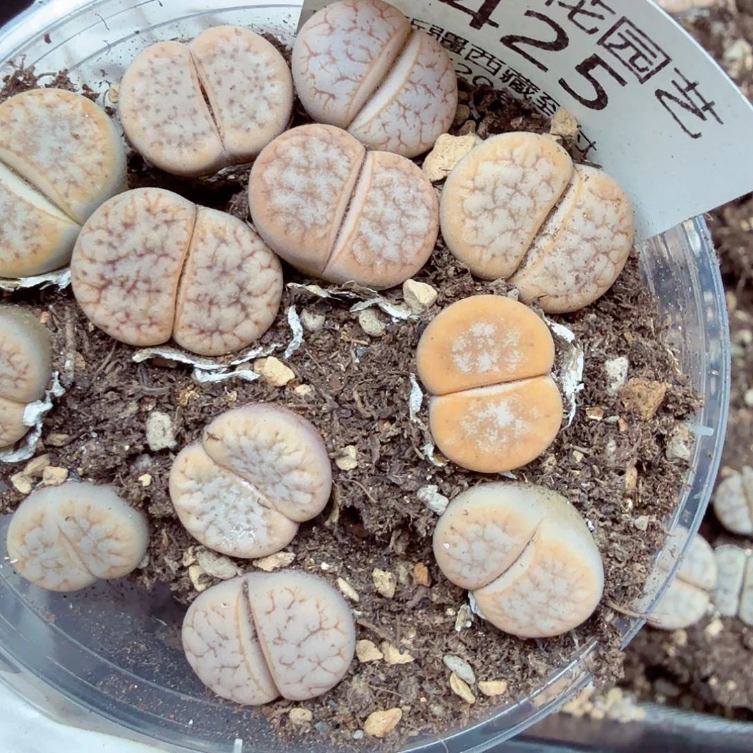 这个点睡起来都会梦425哈哈