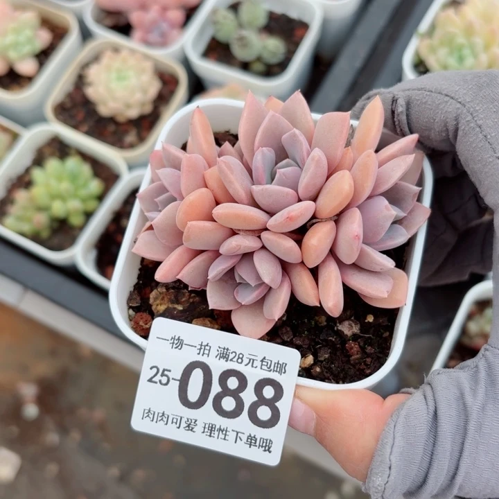 黛比多肉无盆土发货无盆土发货无