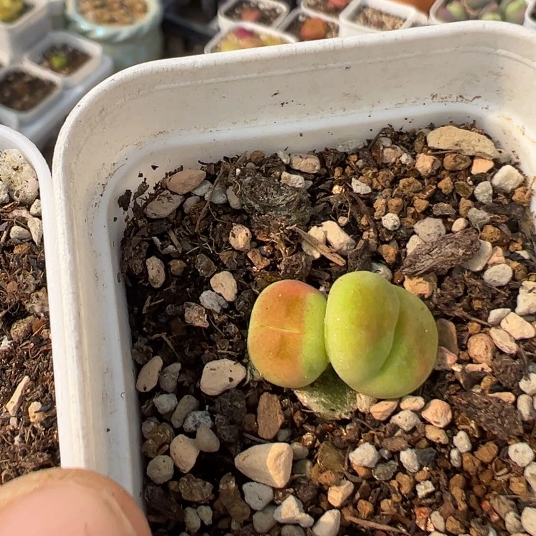 ·**亮36多肉植物百科知识