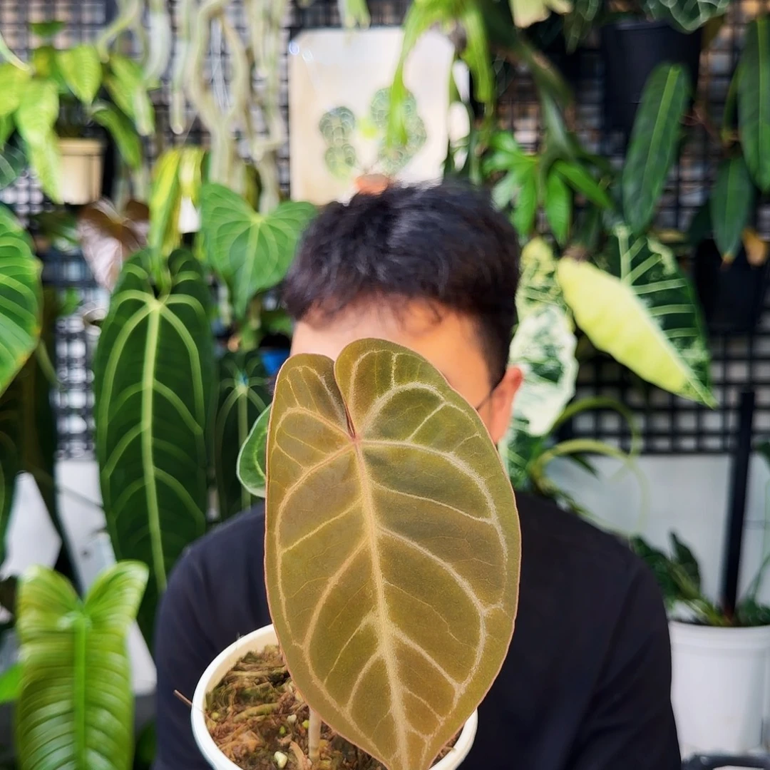 不开花植物G98粉脉华丽