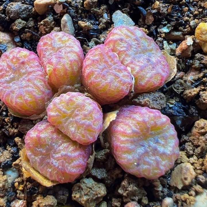 火矩7头群多肉植物daip