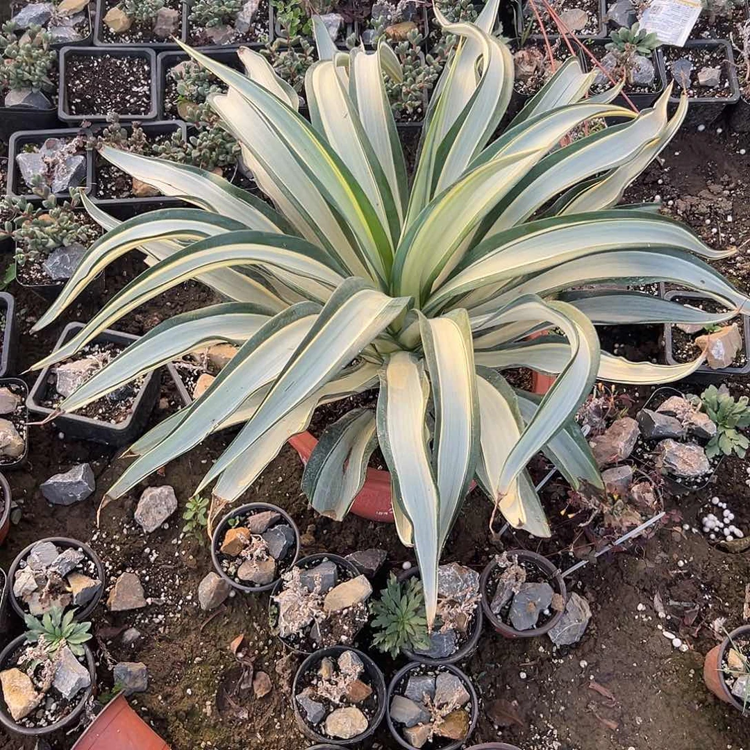 多肉植物大颗泰版鹦鹉嘴白中班