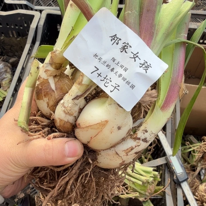 完全开放邻家女孩7加坨子发发发发