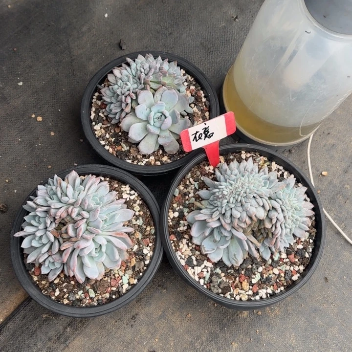 星影缀化五十包邮老桩多肉五十包邮