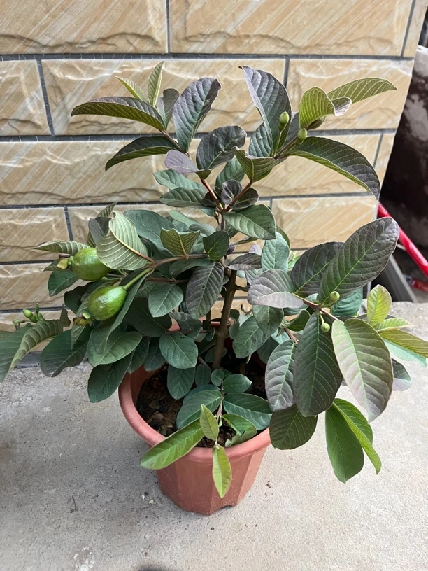 绿植庭院盆栽地栽四季一物一拍