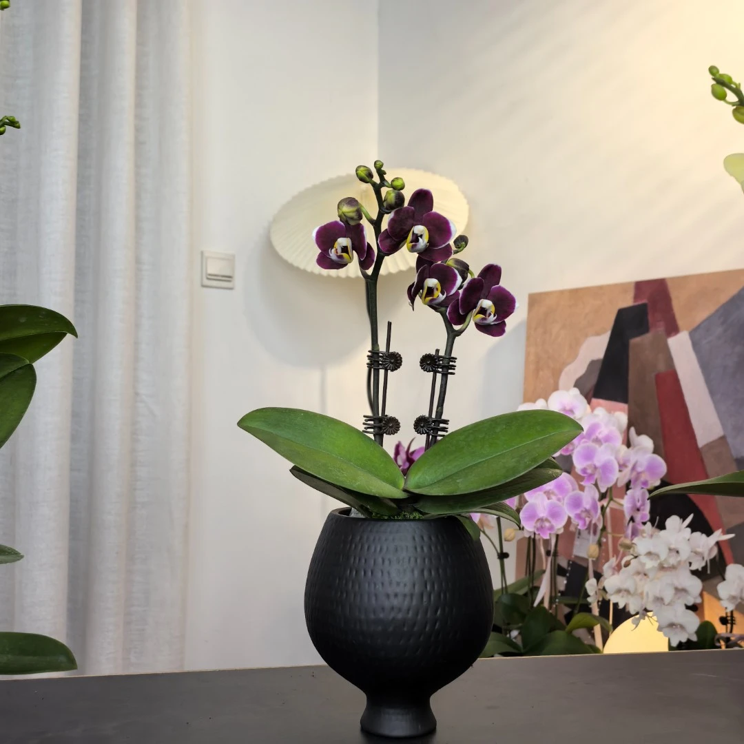 【巧克力】AA级蝴蝶兰大花盆栽小水专属少女心七彩高级气质四季