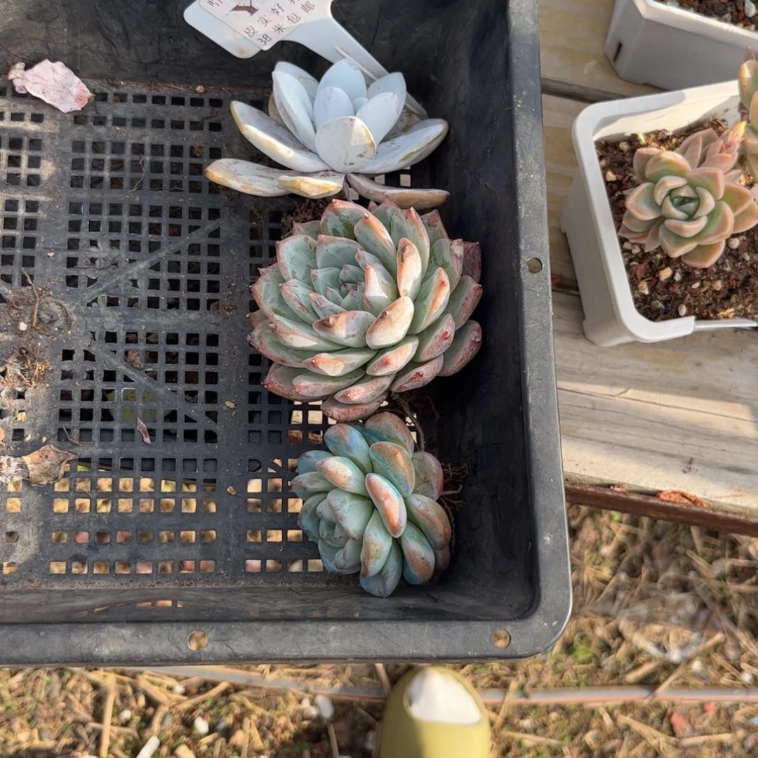 柒***寶多肉植物1111111111