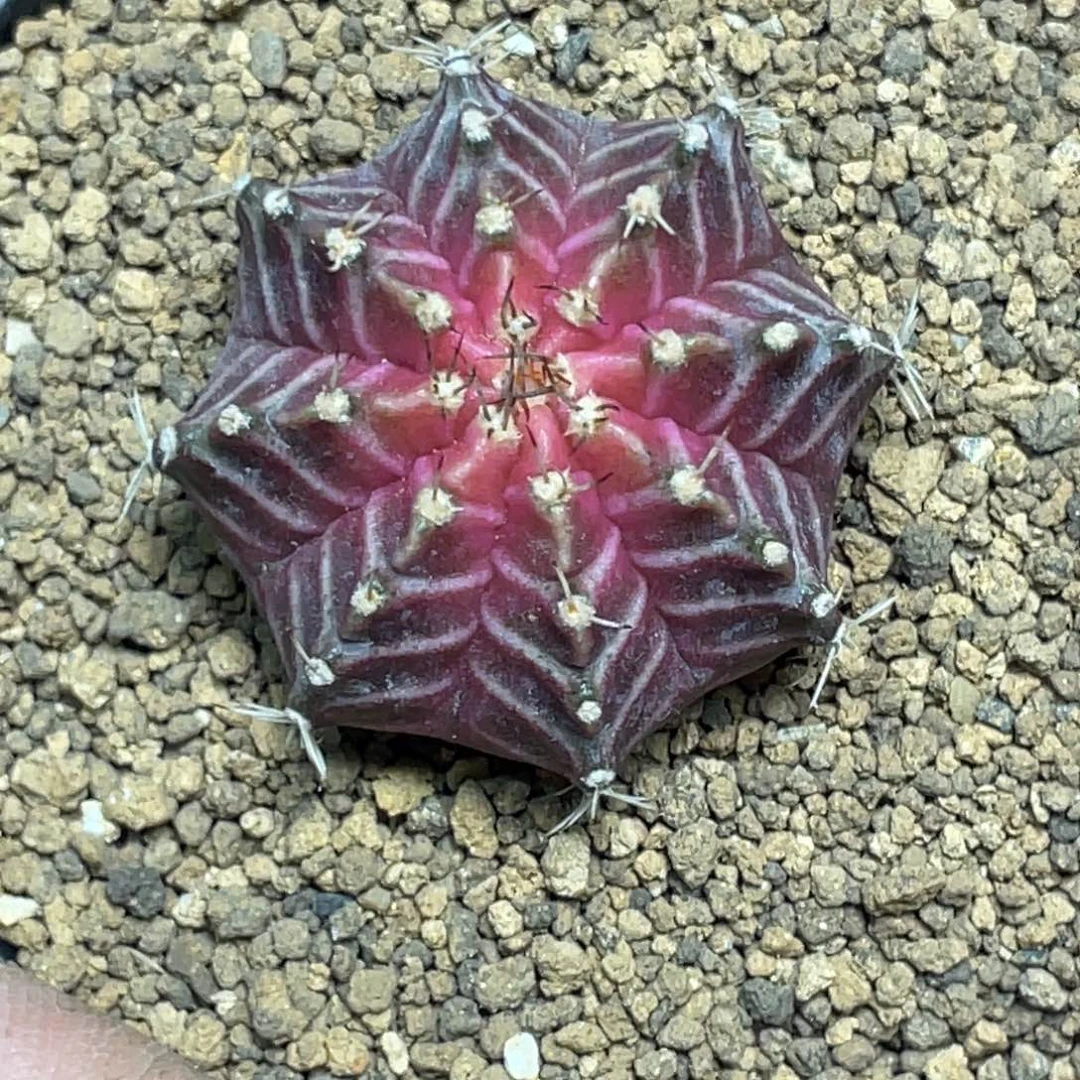 当前无花朵，栽培后可花朵紫粉米肋轮回