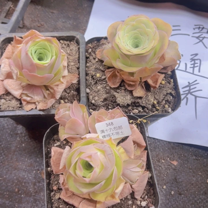 348 裸根不带土发货