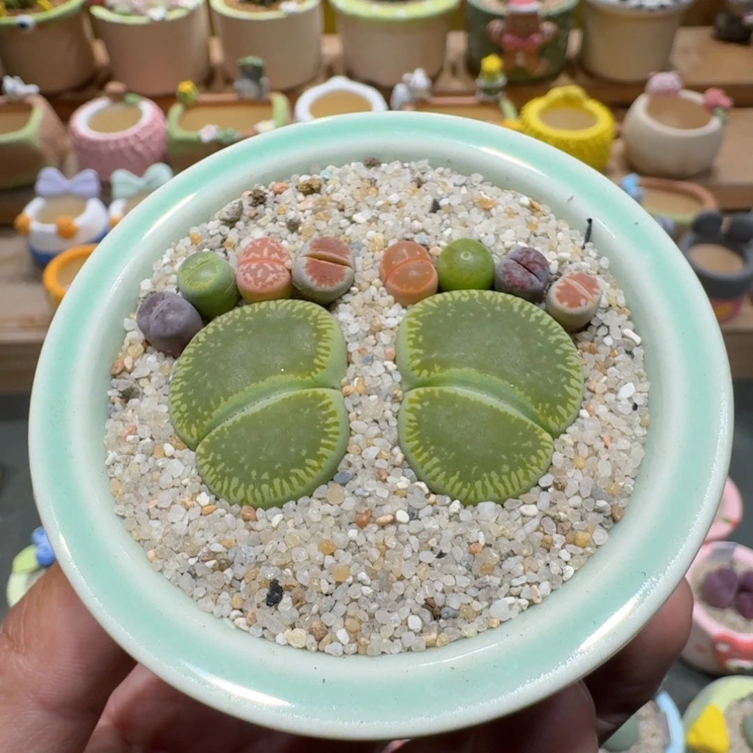 蘑菇1345彩拼脚丫多肉植物