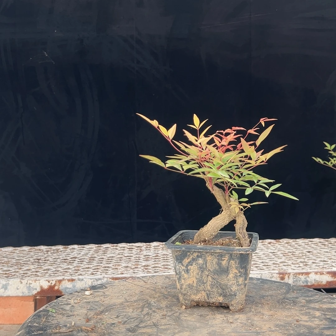 不开花植物55555555555