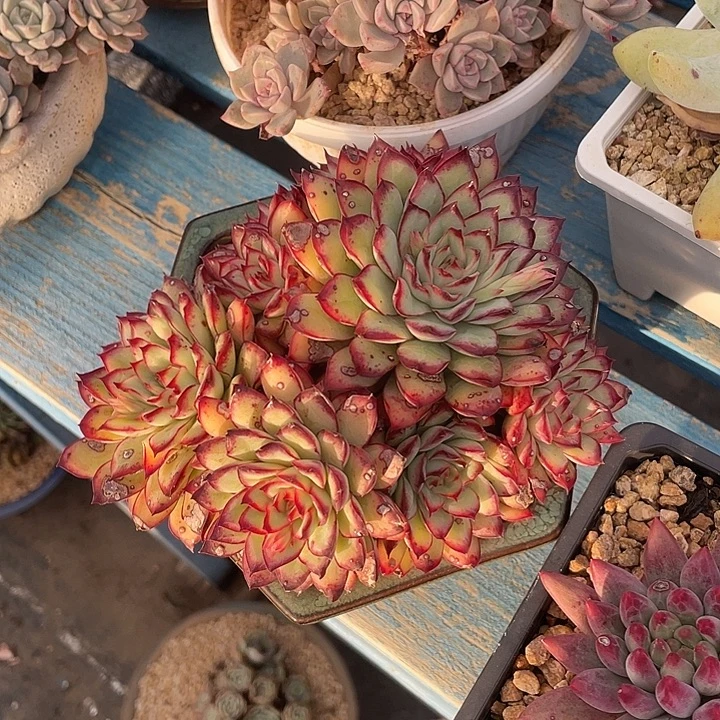 152 多肉不带盆土满20包邮发货