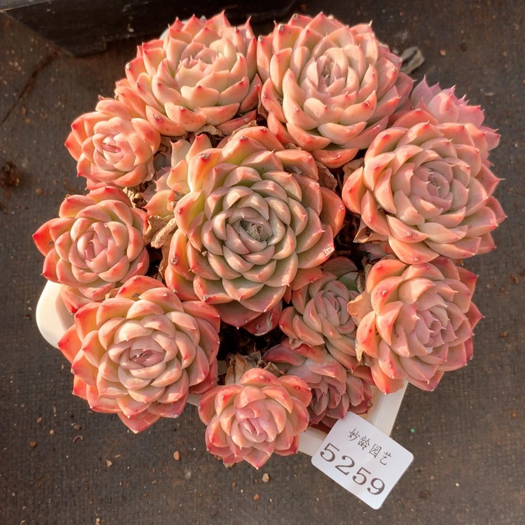 5259杂交多肉植物基地