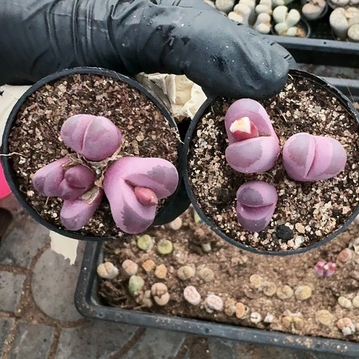 生石花1111。 26