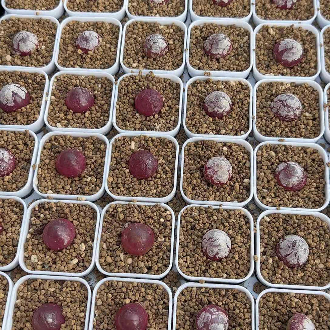 0000量拍灯泡3颗尺寸1.5上下脱土发