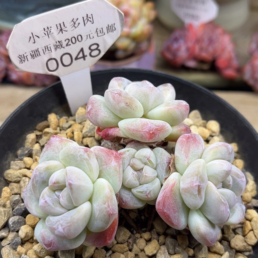 黄底冰玉048/8cm4头