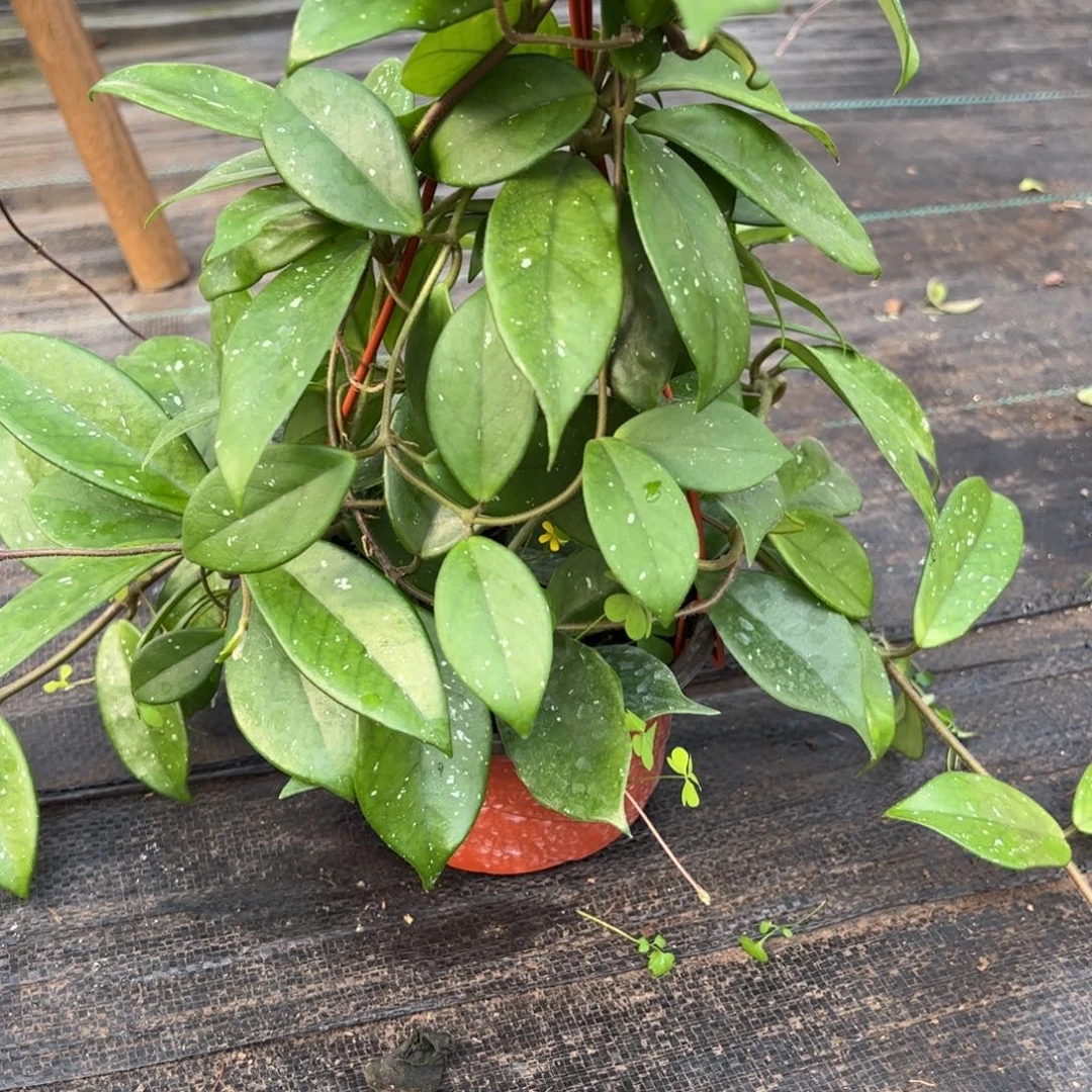 用***6无花朵绿叶红球兰