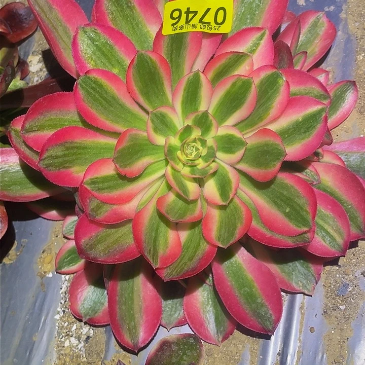 0746粉女郎多肉植物
