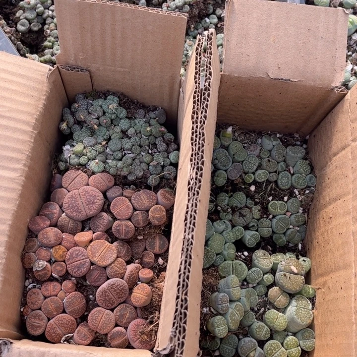一箱三品种混搭5888888888