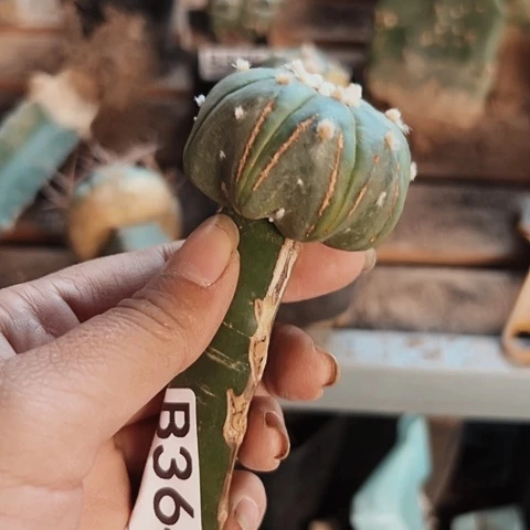 炫***宵364仙人球特价活动开始