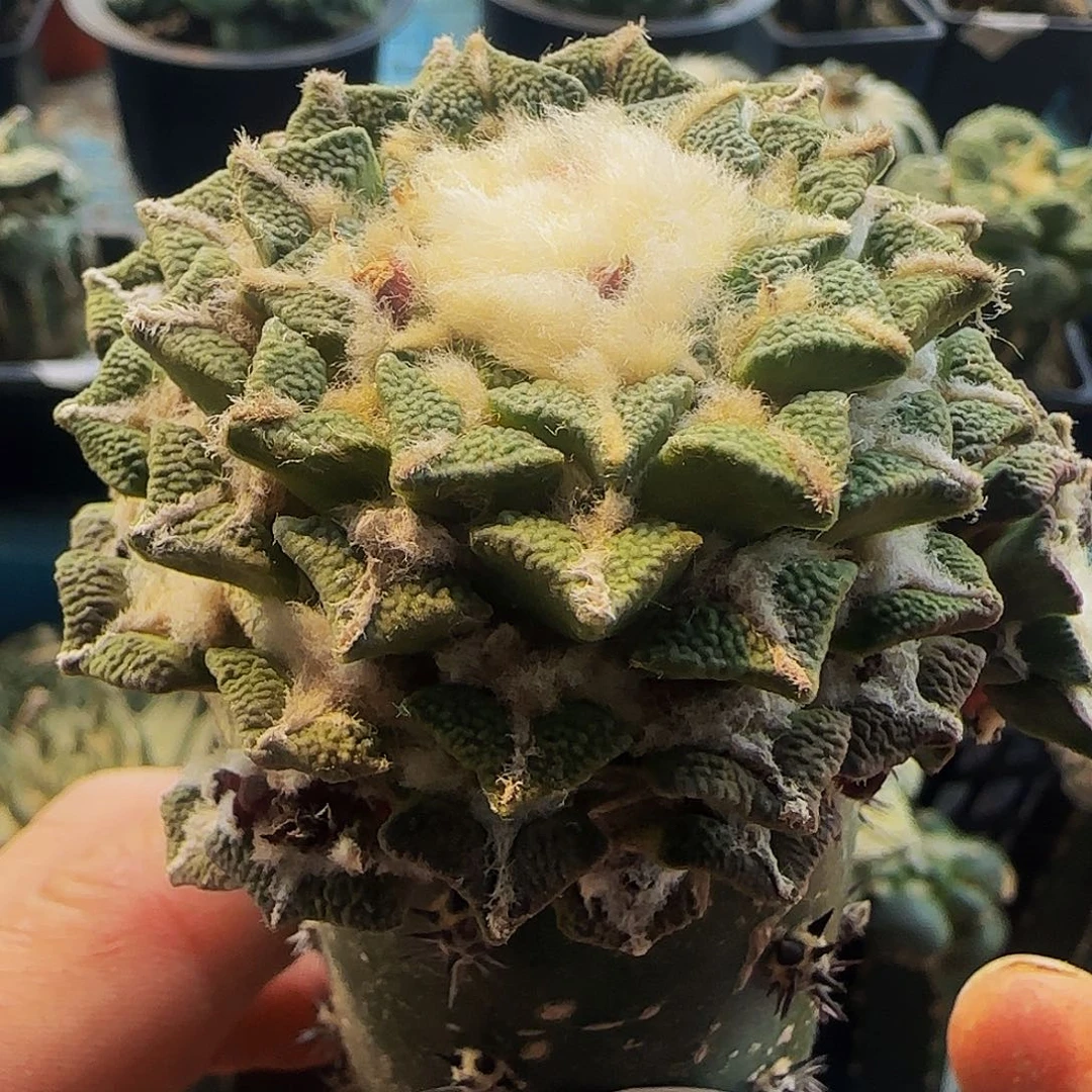 叠尤黑牡丹428仙人球