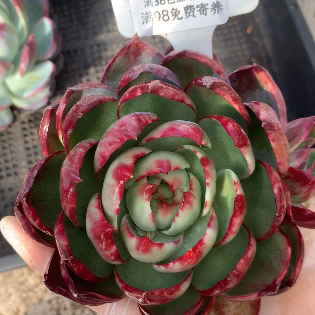 2736号多肉植物惊鸿12