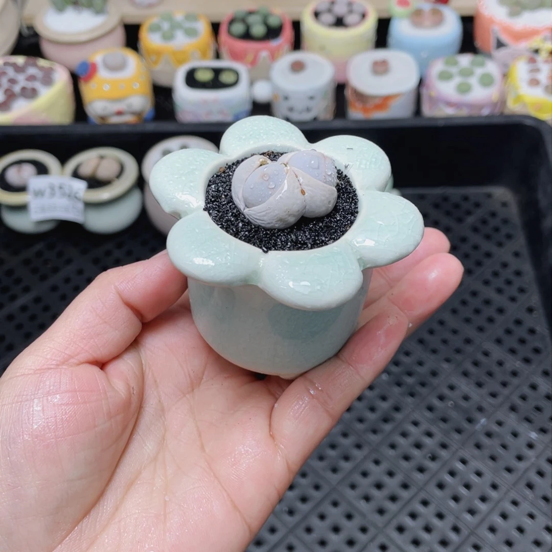 w3529 -零下地区拍保温箱-15支持寄养